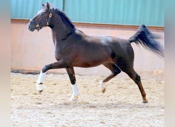 Koń westfalski, Wałach, 3 lat, 166 cm, Ciemnokasztanowata