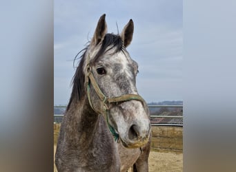 Koń westfalski, Wałach, 3 lat, 166 cm, Siwa