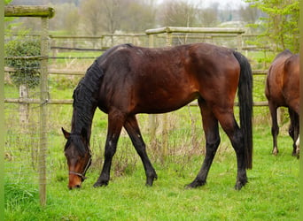 Koń westfalski, Wałach, 3 lat, 167 cm, Gniada