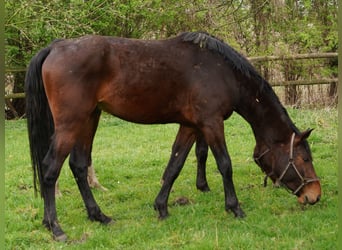 Koń westfalski, Wałach, 3 lat, 167 cm, Gniada