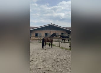 Koń westfalski, Wałach, 3 lat, 168 cm, Gniada