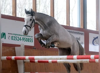 Koń westfalski, Wałach, 3 lat, 169 cm, Siwa