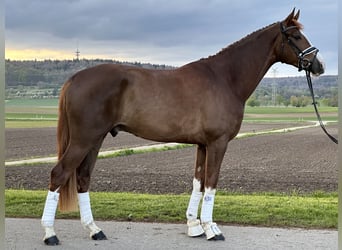 Koń westfalski, Wałach, 3 lat, 170 cm, Ciemnokasztanowata