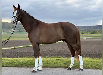Koń westfalski, Wałach, 3 lat, 170 cm, Ciemnokasztanowata
