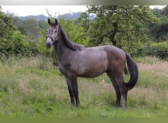 Koń westfalski, Wałach, 3 lat, 170 cm, Siwa w hreczce