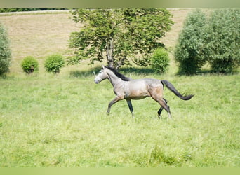 Koń westfalski, Wałach, 3 lat, 170 cm, Siwa w hreczce