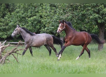 Koń westfalski, Wałach, 3 lat, 170 cm, Siwa w hreczce