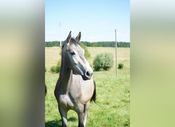 Koń westfalski, Wałach, 3 lat, 170 cm, Siwa w hreczce