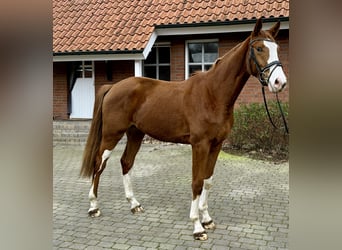 Koń westfalski, Wałach, 3 lat, 171 cm