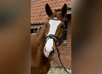 Koń westfalski, Wałach, 3 lat, 171 cm