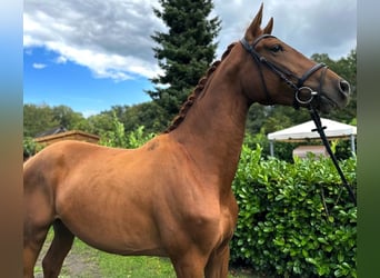 Koń westfalski, Wałach, 3 lat, 174 cm, Kasztanowata