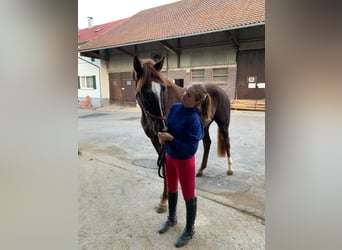 Koń westfalski, Wałach, 3 lat, 175 cm, Ciemnokasztanowata
