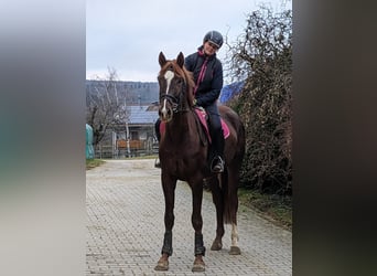Koń westfalski, Wałach, 3 lat, 175 cm, Ciemnokasztanowata