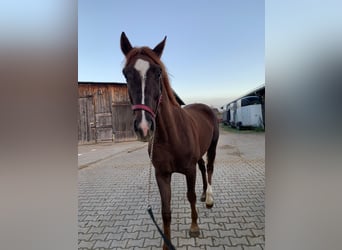 Koń westfalski, Wałach, 3 lat, 175 cm, Ciemnokasztanowata