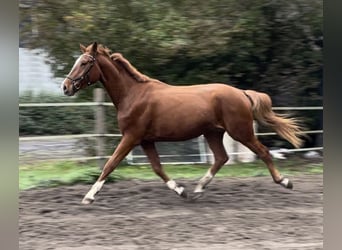 Koń westfalski, Wałach, 3 lat, 175 cm, Kasztanowata