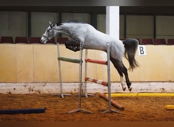 Koń westfalski, Wałach, 4 lat, 159 cm, Siwa jabłkowita