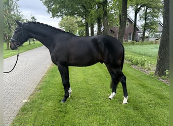 Koń westfalski, Wałach, 4 lat, 162 cm, Ciemnogniada