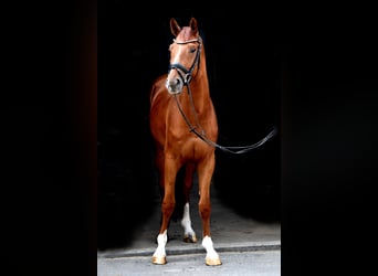Koń westfalski, Wałach, 4 lat, 162 cm, Kasztanowata