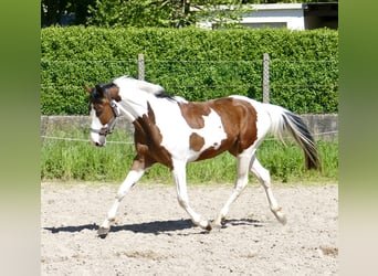 Koń westfalski, Wałach, 4 lat, 162 cm, Srokata