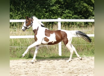 Koń westfalski, Wałach, 4 lat, 162 cm, Srokata