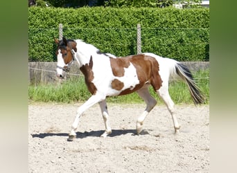 Koń westfalski, Wałach, 4 lat, 162 cm, Srokata