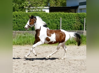 Koń westfalski, Wałach, 4 lat, 162 cm, Srokata