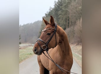 Koń westfalski, Wałach, 4 lat, 164 cm, Ciemnokasztanowata