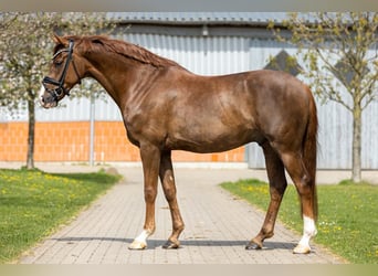 Koń westfalski, Wałach, 4 lat, 164 cm, Ciemnokasztanowata