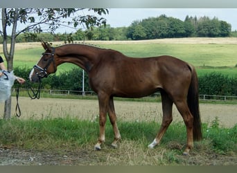 Koń westfalski, Wałach, 4 lat, 165 cm, Ciemnokasztanowata