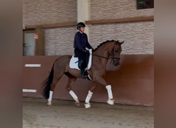 Koń westfalski, Wałach, 4 lat, 165 cm, Ciemnokasztanowata