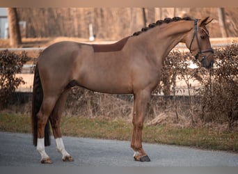 Koń westfalski, Wałach, 4 lat, 165 cm, Ciemnokasztanowata