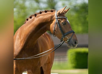 Koń westfalski, Wałach, 4 lat, 165 cm, Ciemnokasztanowata