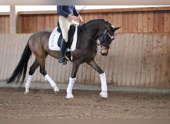 Koń westfalski, Wałach, 4 lat, 165 cm, Gniada