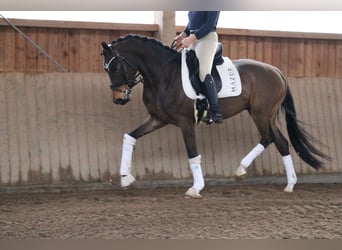 Koń westfalski, Wałach, 4 lat, 165 cm, Gniada