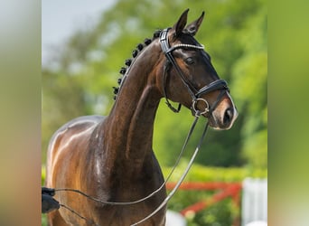 Koń westfalski, Wałach, 4 lat, 165 cm, Gniada