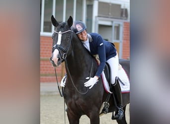 Koń westfalski, Wałach, 4 lat, 165 cm, Kara