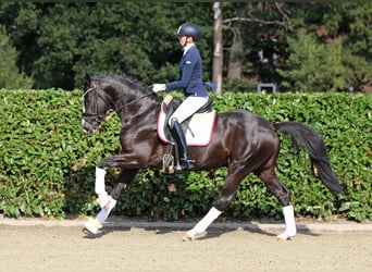 Koń westfalski, Wałach, 4 lat, 165 cm, Kara