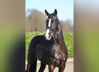 Koń westfalski, Wałach, 4 lat, 165 cm, Kara