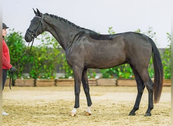 Koń westfalski, Wałach, 4 lat, 166 cm, Kara