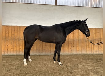 Koń westfalski, Wałach, 4 lat, 167 cm, Ciemnogniada
