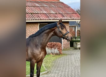 Koń westfalski, Wałach, 4 lat, 167 cm, Gniada