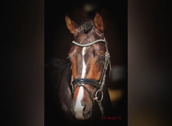 Koń westfalski, Wałach, 4 lat, 168 cm, Ciemnogniada
