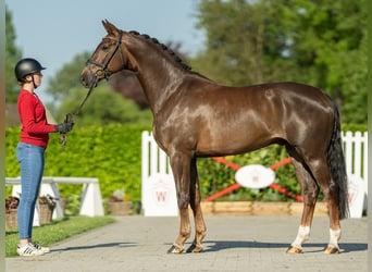 Koń westfalski, Wałach, 4 lat, 168 cm, Ciemnokasztanowata