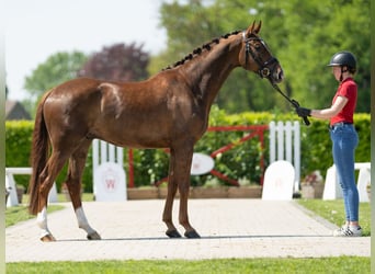 Koń westfalski, Wałach, 4 lat, 168 cm, Ciemnokasztanowata