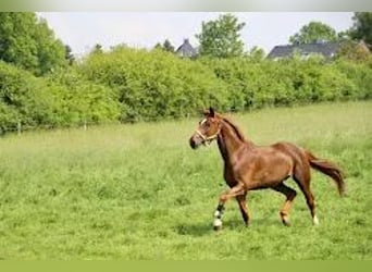 Koń westfalski, Wałach, 4 lat, 168 cm, Ciemnokasztanowata