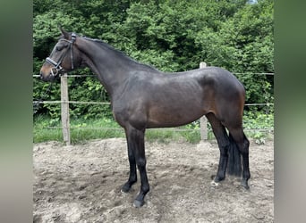 Koń westfalski, Wałach, 4 lat, 169 cm, Ciemnogniada