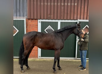 Koń westfalski, Wałach, 4 lat, 170 cm, Gniada