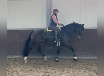Koń westfalski, Wałach, 4 lat, 170 cm, Gniada