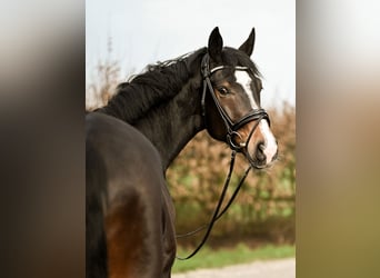 Koń westfalski, Wałach, 4 lat, 170 cm, Gniada