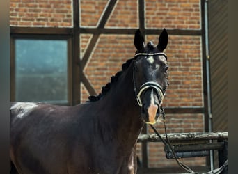 Koń westfalski, Wałach, 4 lat, 170 cm, Kara